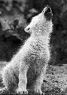 she-wolf